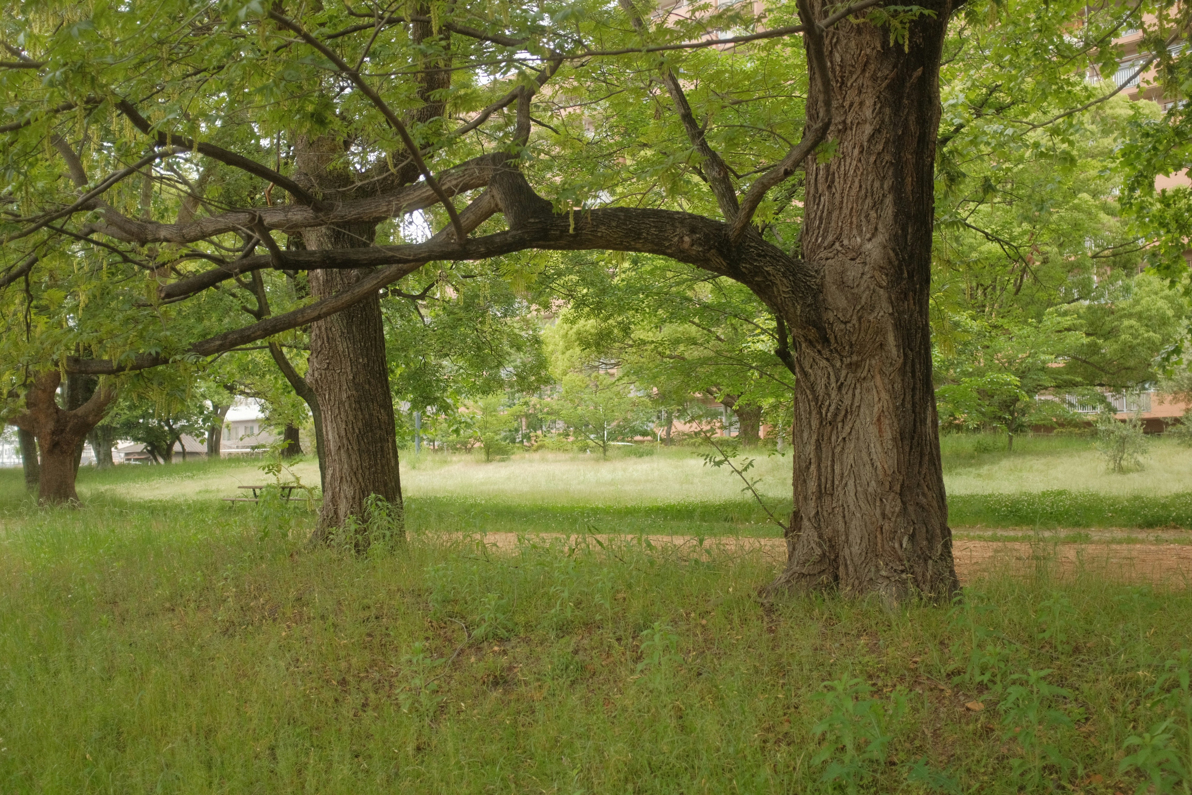 green grass field with trees during daytime